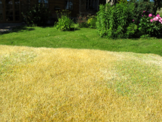 Model Scene Nesečená louka pozdní léto