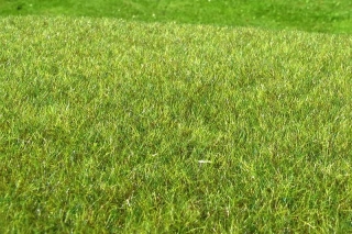 Model Scene Mokřad střední