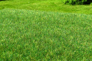 Model Scene Mokřad tmavý