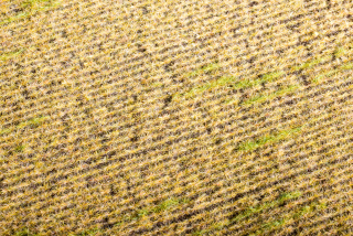 Model Scene Strniště