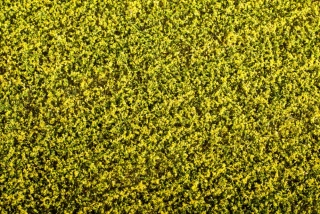 Model Scene Řepka kvetoucí