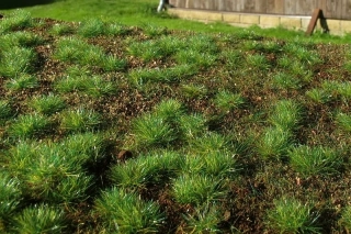 Model Scene Lesní základ hustý les