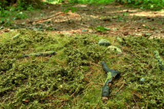 Model Scene Lesní podrosty jarní