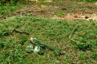 Model Scene Lesní podrosty časné léto