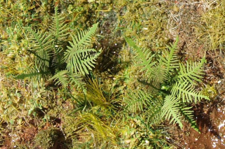 Model Scene Kapradí TT