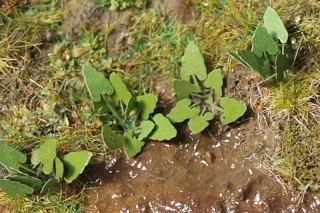 Model Scene Lopuchy TT